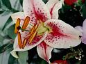 (09) tiger lily